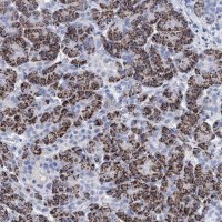 Anti-BRINP1 antibody produced in rabbit 