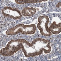 Anti-BRWD1 antibody produced in rabbit HPA030945-100UL
