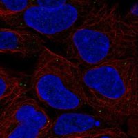 Anti-BSG antibody produced in rabbit 
