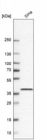 Anti-BSG antibody produced in rabbit