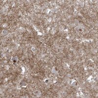 Anti-BSN antibody produced in rabbit 