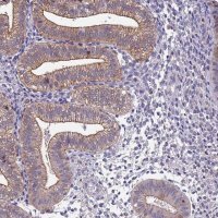 Anti-BSPRY antibody produced in rabbit HPA042889-100UL