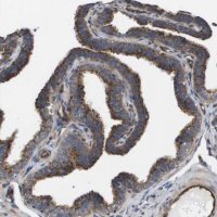 Anti-BST2 antibody produced in rabbit 