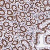 Anti-BTBD7 antibody produced in rabbit 