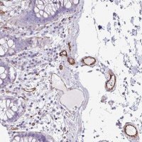Anti-BTD antibody produced in rabbit 