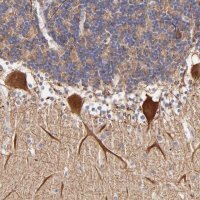 Anti-BTG2 antibody produced in rabbit 