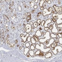 Anti-BTN1A1 antibody produced in rabbit 