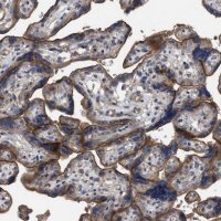 Anti-BTN2A1 antibody produced in rabbit 