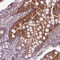Anti-BTN2A2 antibody produced in rabbit 