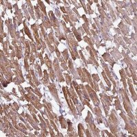 Anti-BTN2A2 antibody produced in rabbit 