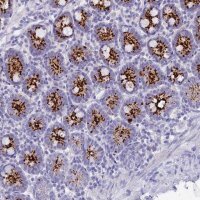 Anti-C12orf29 antibody produced in rabbit 
