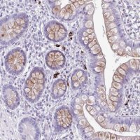 Anti-C12orf71 antibody produced in rabbit 