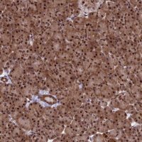 Anti-C14orf166 antibody produced in rabbit 