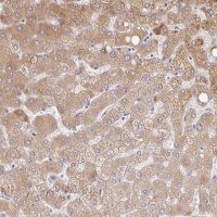 Anti-C14orf178 antibody produced in rabbit 