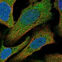 Anti-C14orf28 antibody produced in rabbit 