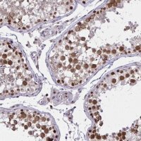 Anti-C14orf39 antibody produced in rabbit 