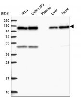 Anti-C15orf39 antibody produced in rabbit 