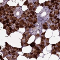 Anti-C15orf57 antibody produced in rabbit 