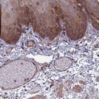 Anti-C15orf62 antibody produced in rabbit 