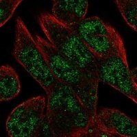 Anti-C16orf72 antibody produced in rabbit 