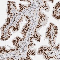 Anti-C17ORF49 antibody produced in rabbit 