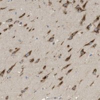 Anti-C19orf18 antibody produced in rabbit 