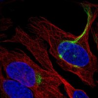 Anti-C19orf25 antibody produced in rabbit 