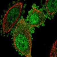 Anti-C19orf33 antibody produced in rabbit 