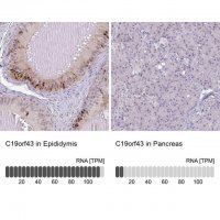 Anti-C19orf43 antibody produced in rabbit 