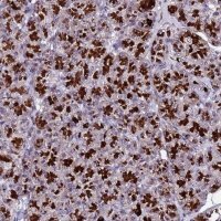 Anti-C19orf47 antibody produced in rabbit