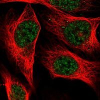 Anti-C19orf47 antibody produced in rabbit