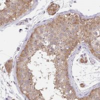 Anti-C19orf54 antibody produced in rabbit
