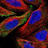 Anti-C19orf60 antibody produced in rabbit 