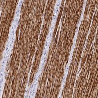Anti-C19orf68 antibody produced in rabbit 