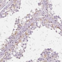 Anti-C19orf84 antibody produced in rabbit 