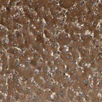 Anti-C1orf159 antibody produced in rabbit 