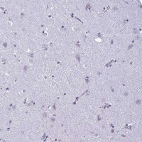 Anti-C1QL2 antibody produced in rabbit 