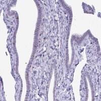 Anti-C1QL2 antibody produced in rabbit 