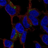 Anti-C1QTNF3 antibody produced in rabbit 