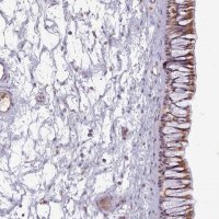 Anti-C1QTNF5 antibody produced in rabbit 