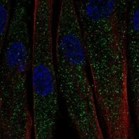 Anti-C1QTNF7 antibody produced in rabbit 