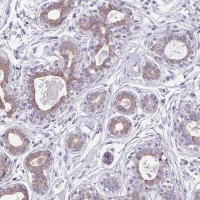 Anti-C1QTNF8 antibody produced in rabbit 