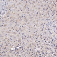 Anti-C1R antibody produced in rabbit 