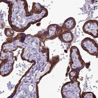 Anti-C20orf202 antibody produced in rabbit 