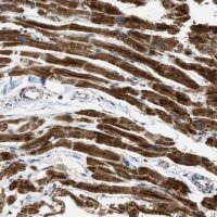 Anti-C21orf33 antibody produced in rabbit 