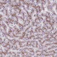 Anti-C2CD3 antibody produced in rabbit 