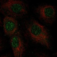 Anti-C2orf42 antibody produced in rabbit HPA031840-100UL