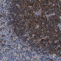 Anti-C2orf66 antibody produced in rabbit 
