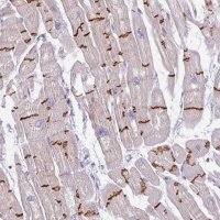 Anti-C2orf68 antibody produced in rabbit 