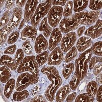Anti-C2orf69 antibody produced in rabbit 